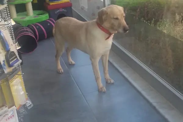 Mega Veteriner Kliniği - Resim 9