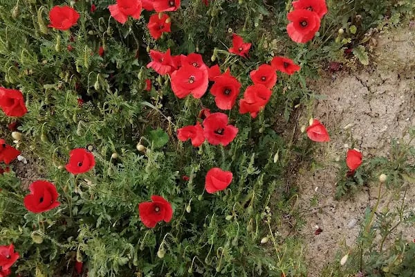 GEMLAND OYUN PARKI &amp; ORGANİZASYON - Resim 15