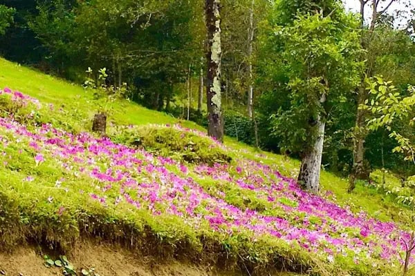 Trabzon Doğu Karadeniz Gençlik Kampı - Resim 15
