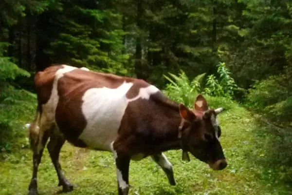 Trabzon Doğu Karadeniz Gençlik Kampı - Resim 19