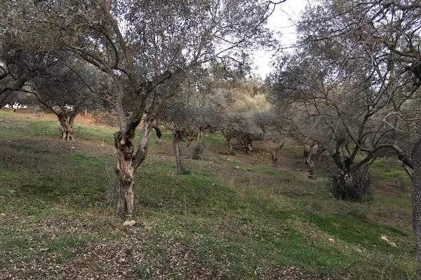 Doğal Milli Park Alanı - Resim 4