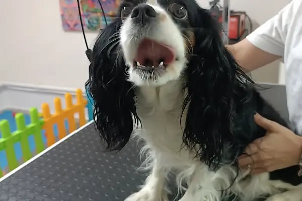 Hopyap Veteriner Kliniği - Resim 8