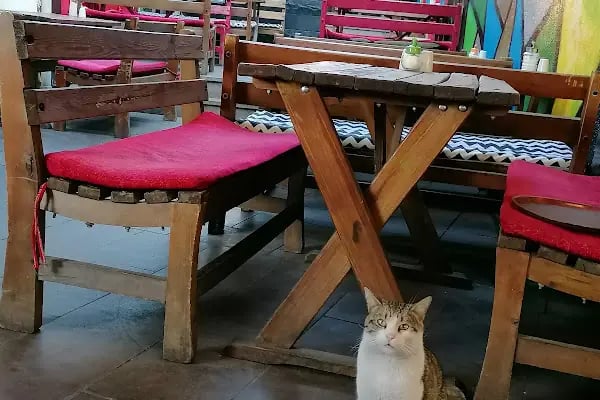 Faralya Kafe - Resim 12