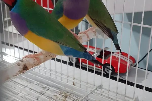 Penguen Petshop güneşli - Resim 7