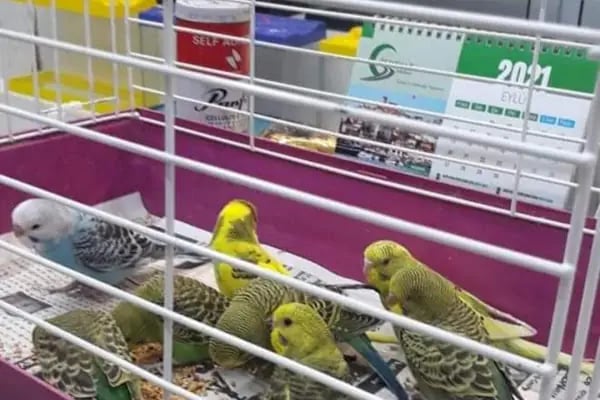 Emre Üretim Petshop - Resim 3