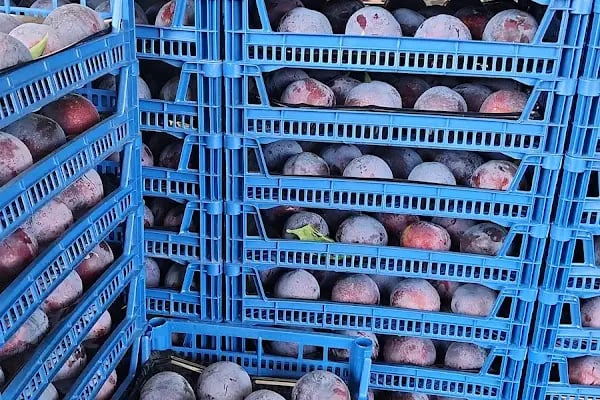 BALTU TARIM SOĞUK HAVA DEPOSU - Resim 15