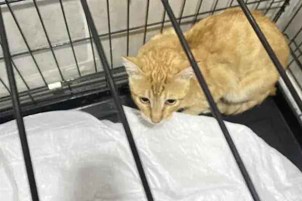Pet Anka Veteriner Kliniği - Resim 14
