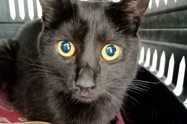 Pet Anka Veteriner Kliniği - Resim 4