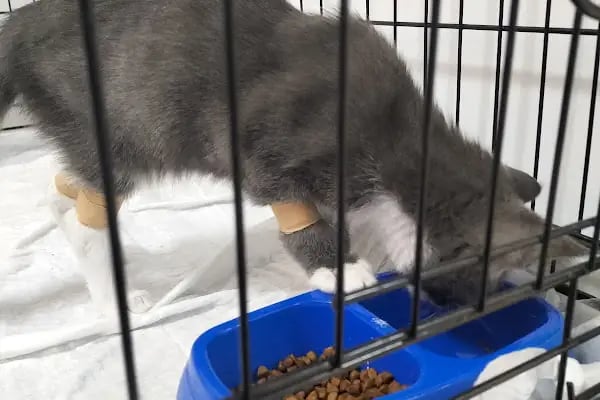 Pet Anka Veteriner Kliniği - Resim 16