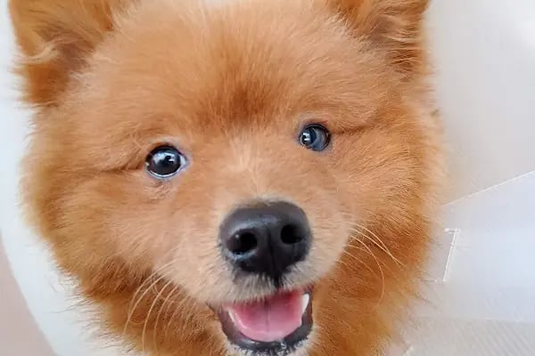 Pet Anka Veteriner Kliniği - Resim 11