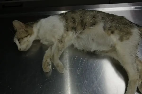 Pet Anka Veteriner Kliniği - Resim 20