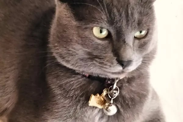 Pet Anka Veteriner Kliniği - Resim 5