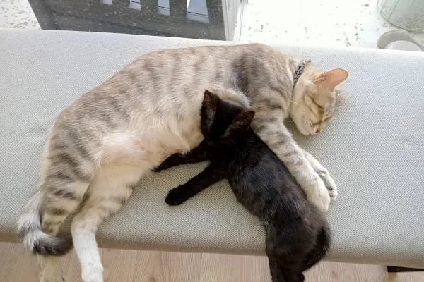 Pet Anka Veteriner Kliniği - Resim 13