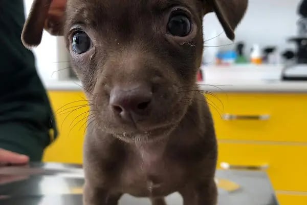 Pet Anka Veteriner Kliniği - Resim 19