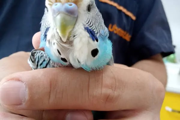 Pet Anka Veteriner Kliniği - Resim 12