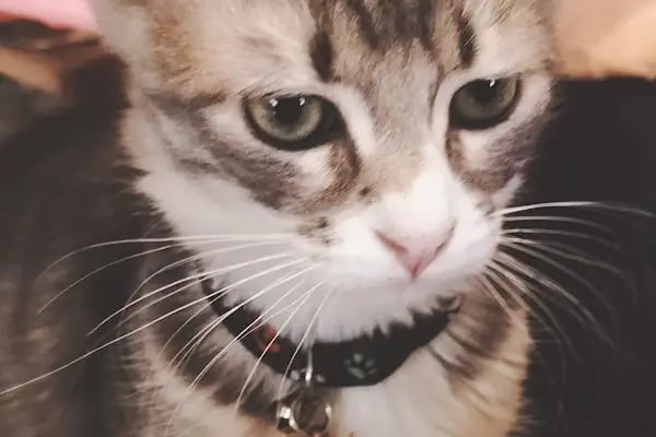 Pet Anka Veteriner Kliniği - Resim 8