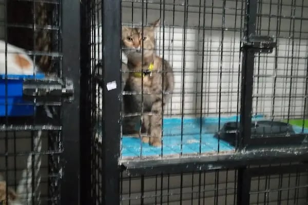 Vetmingo Veteriner Kliniği - Resim 13