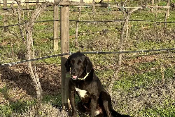 Mor Salkım Bağları - Mor Salkım Vineyards - Resim 16