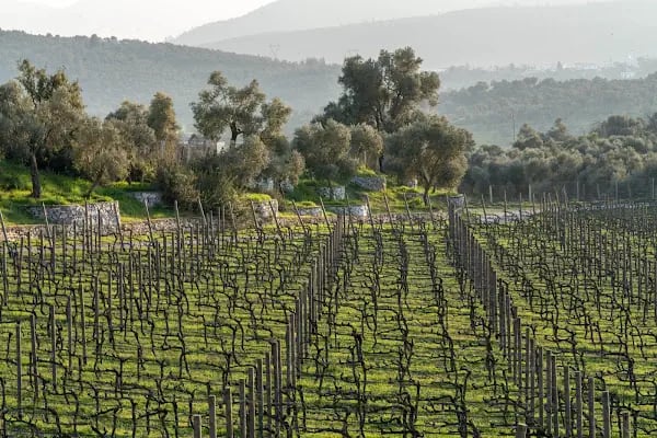 Mor Salkım Bağları - Mor Salkım Vineyards - Resim 2