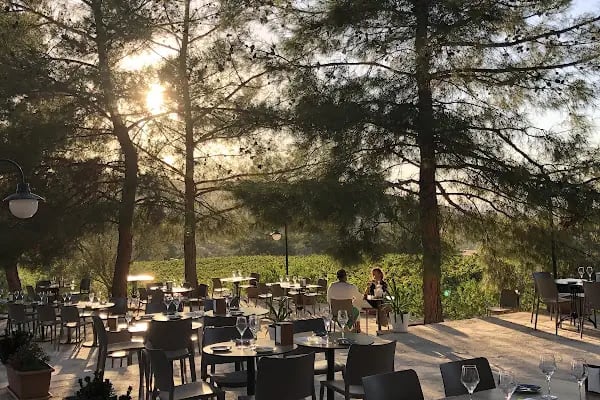 Mor Salkım Bağları - Mor Salkım Vineyards - Resim 6