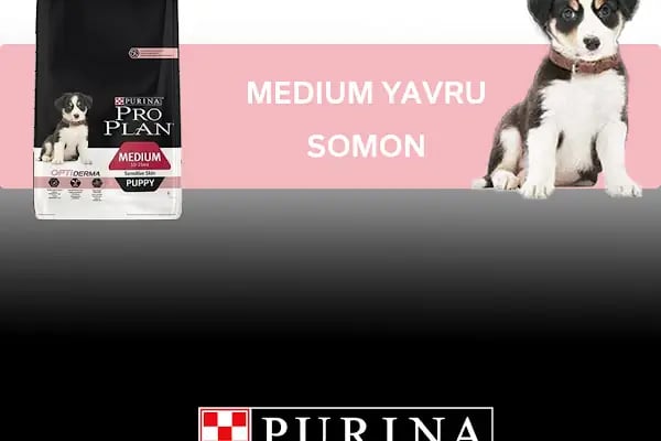 Pia Petshop - Resim 15