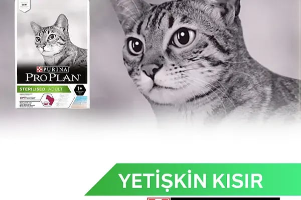 Pia Petshop - Resim 8