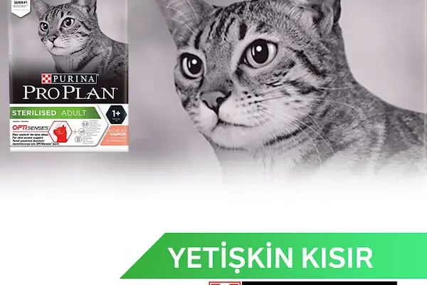 Pia Petshop - Resim 10