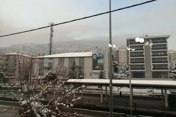 Sırameşeler - Resim 10