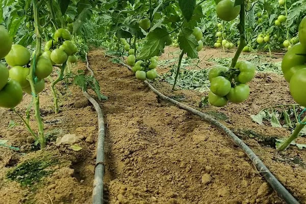 SU TARIM SEBZE VE MEYVE ÜRETİM TESİSLERİ A.Ş. - Resim 3