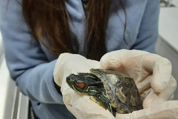 ŞirinPati Pet, Kuş ve Egzotik Veteriner Kliniği - Resim 14