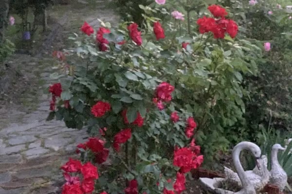 Saklı Cennet Esadiye Bungalow/Kahvaltı - Resim 20