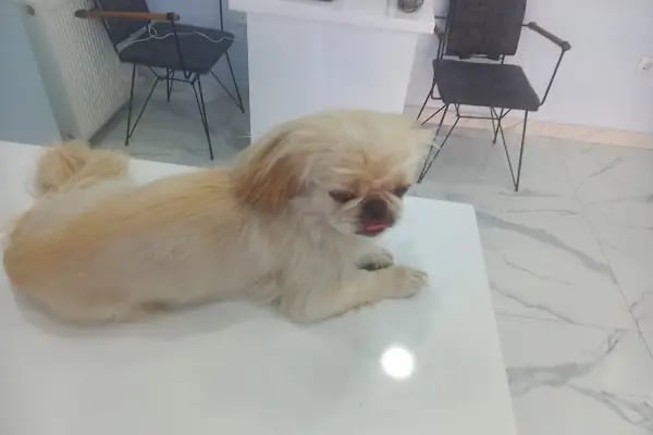VetSante Veteriner Kliniği - Resim 13