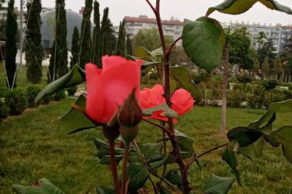 İş Galaman Mezarlığı - Resim 8