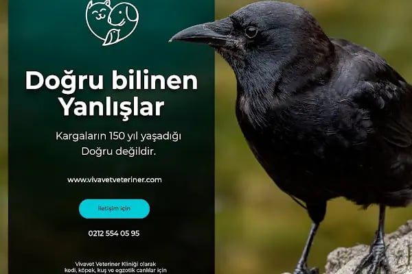 Vivavet Veteriner Kliniği | Bahçelievler - Resim 19