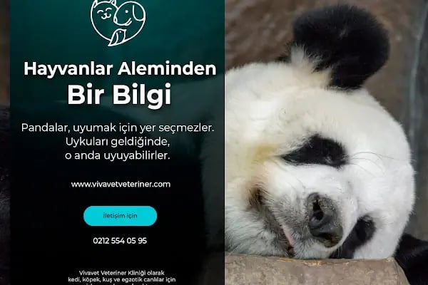 Vivavet Veteriner Kliniği | Bahçelievler - Resim 17