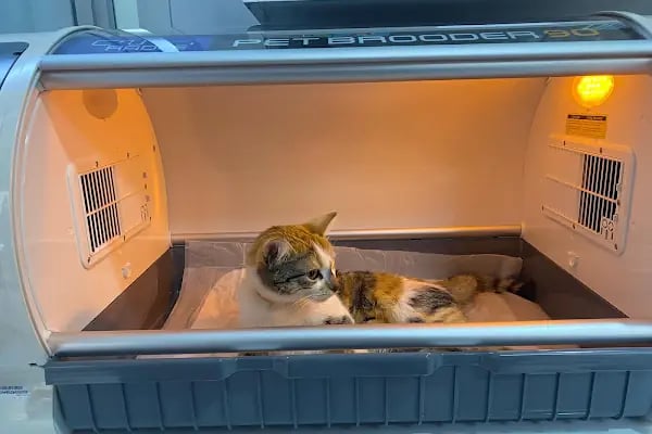 Vivavet Veteriner Kliniği | Bahçelievler - Resim 8