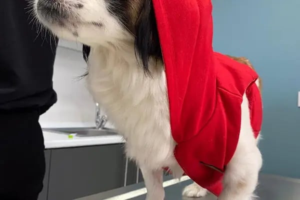 Vivavet Veteriner Kliniği | Bahçelievler - Resim 13