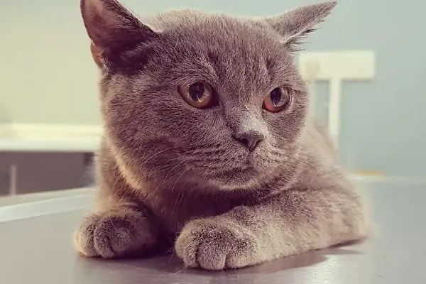 Vivavet Veteriner Kliniği | Bahçelievler - Resim 4