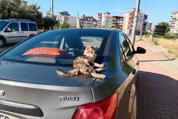 Antgül Sitesi - Resim 18