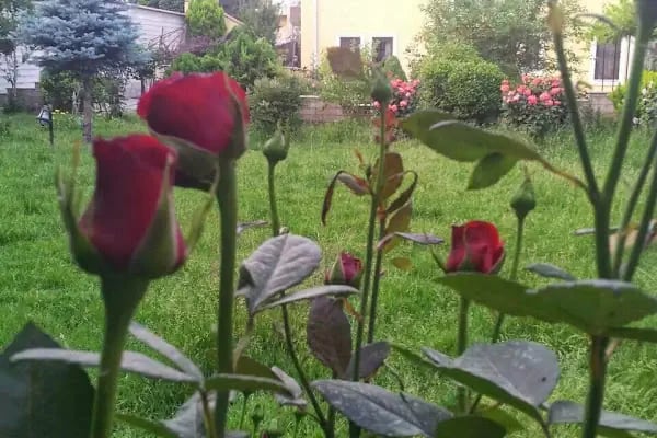 MEB Özel İnegöl Şirin Anaokulu - Resim 5