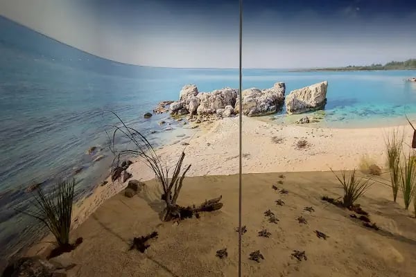 Adana Biyolojik Çeşitlilik Müzesi - Resim 6
