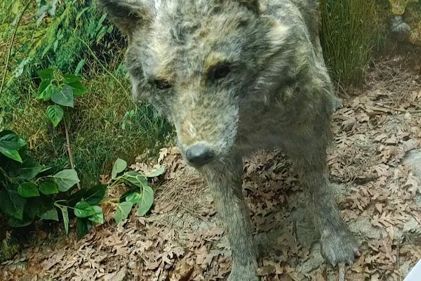 Adana Biyolojik Çeşitlilik Müzesi - Resim 12