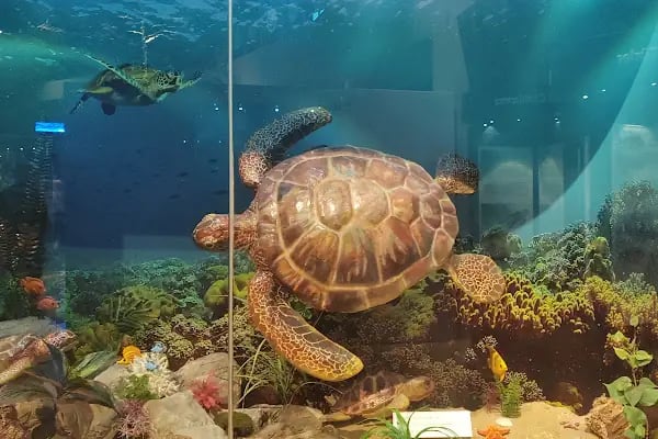 Adana Biyolojik Çeşitlilik Müzesi - Resim 9