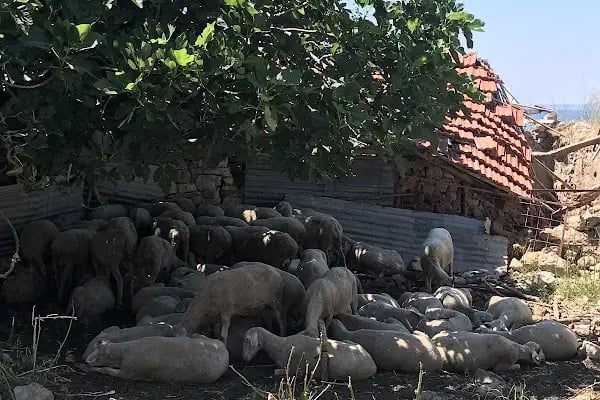 Aya Yani Manastırı - Resim 20