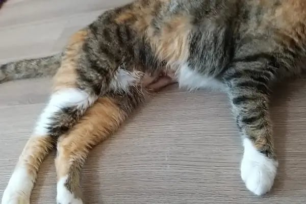 Avcılar Veteriner Kliniği - Resim 14