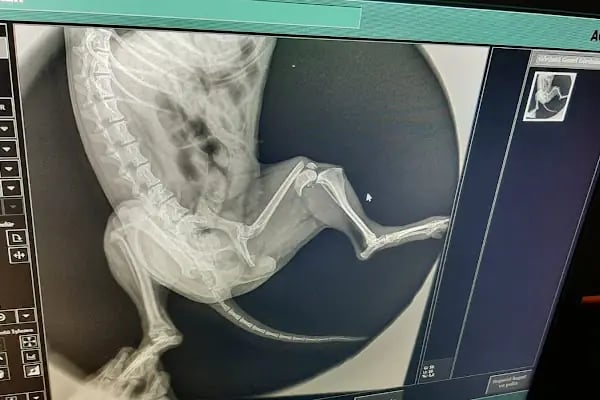 Avcılar Veteriner Kliniği - Resim 15