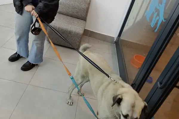 Avcılar Veteriner Kliniği - Resim 11