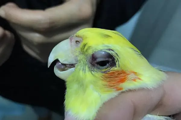 Avcılar Veteriner Kliniği - Resim 7