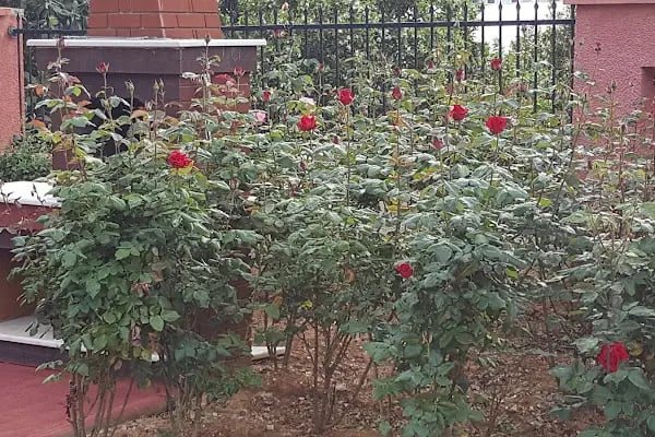 Hüsnü Yüksek Çocuk Parkı - Resim 16