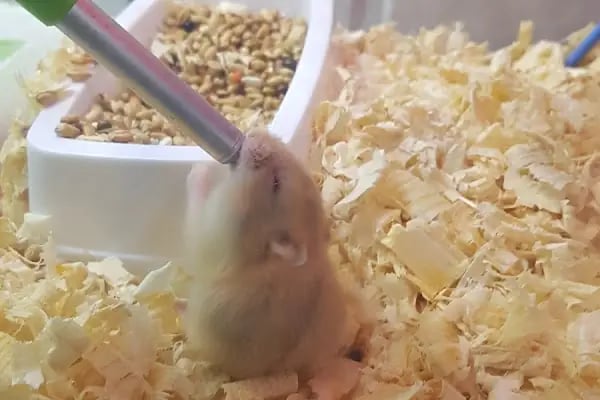 SOYLU PetShop - Resim 19